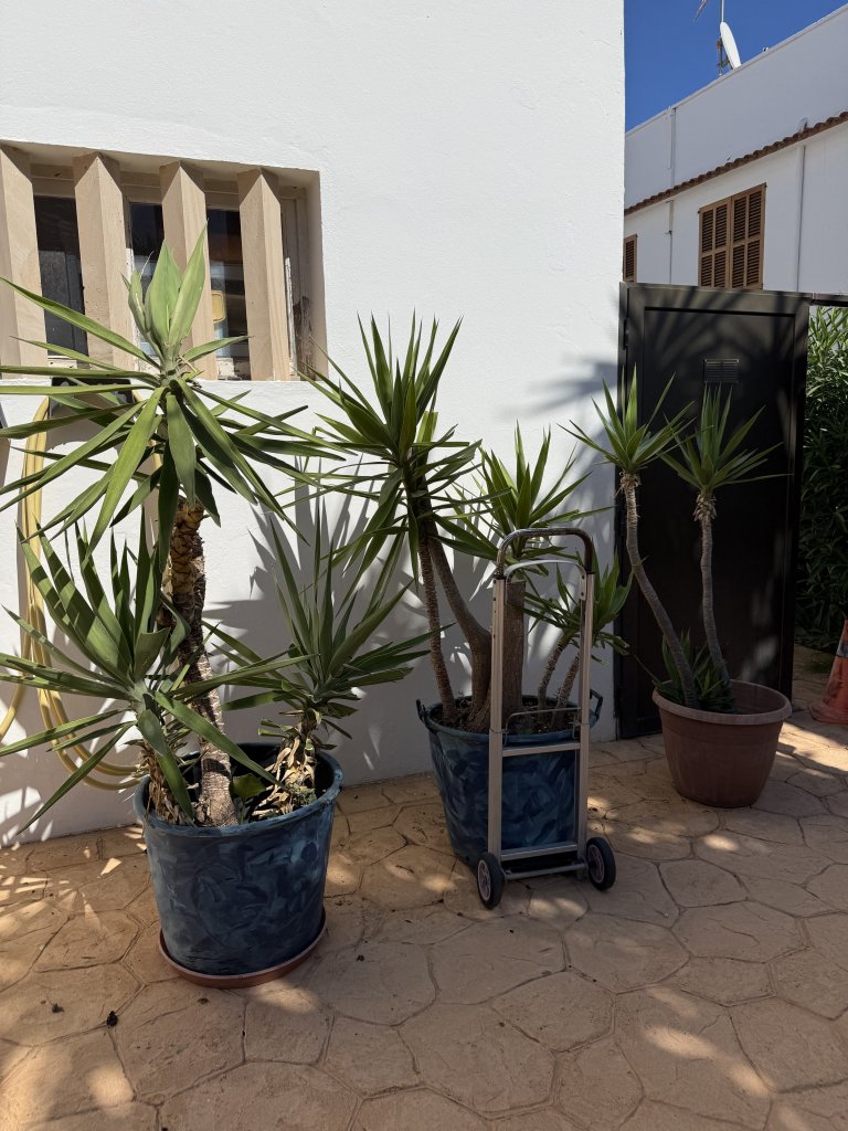 Schön gewachsene Yuccas abzugeben, 3 Stück