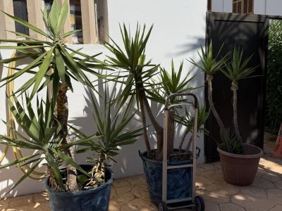 Schön gewachsene Yuccas abzugeben, 3 Stück