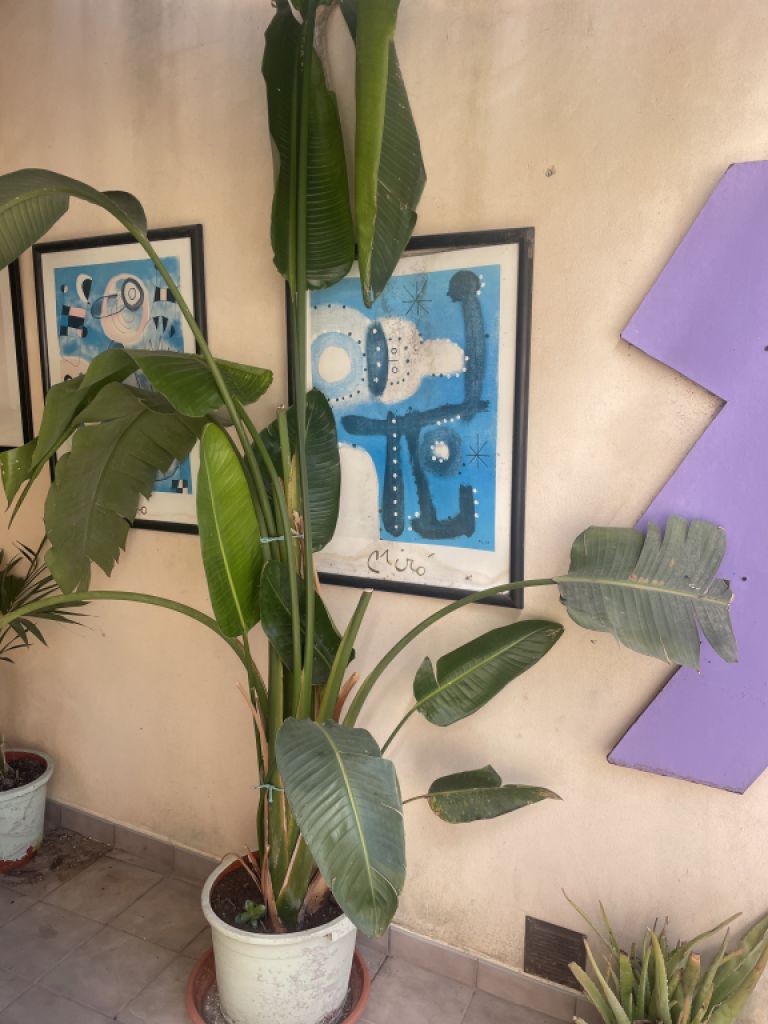 Beautiful large Pslme