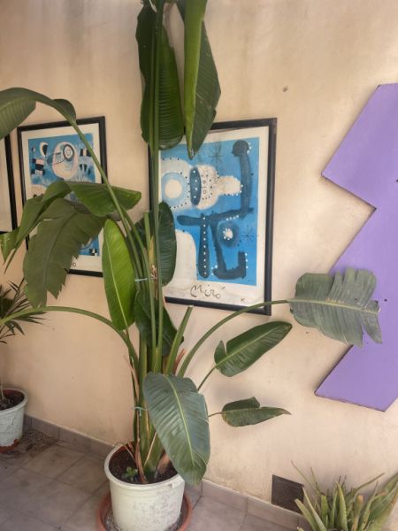 Beautiful large Pslme