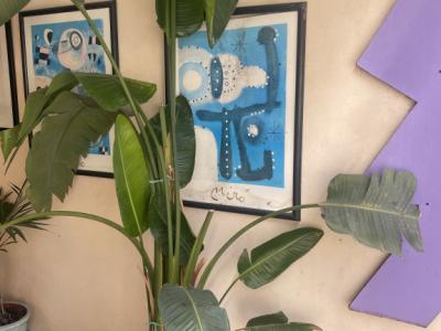 Beautiful large Pslme