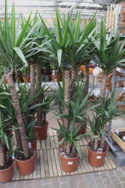 Schöne Yucca Elephantitis abzugeben