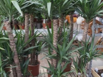 Schöne Yucca Elephantitis abzugeben