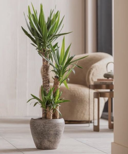 Schöne Yucca Elephantitis abzugeben