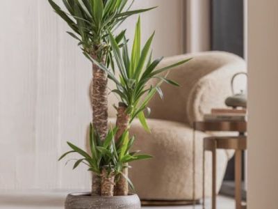 Schöne Yucca Elephantitis abzugeben