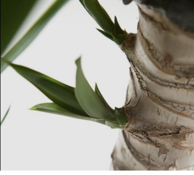 Schöne Yucca Elephantitis abzugeben