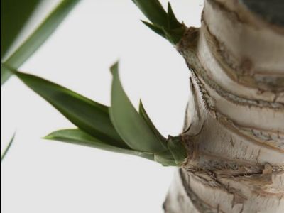 Schöne Yucca Elephantitis abzugeben