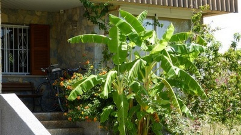 Schönes großes möbl. Zimmer frei in wunderschöner Luxus-Haus-WG mit Garten und Pool in Palma