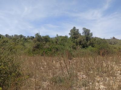 Beautiful quiet plot for sale with project Manacor San Lorenzo