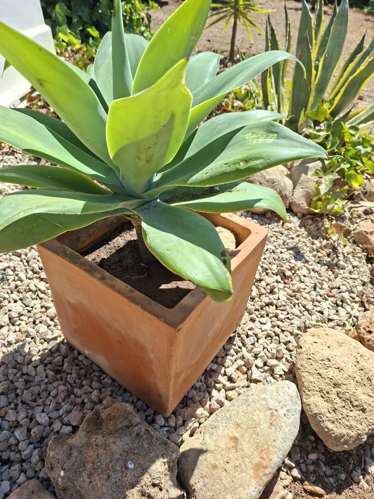 Agave cola de zorro con maceta