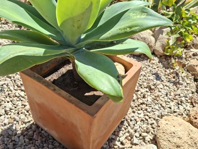 Agave cola de zorro con maceta