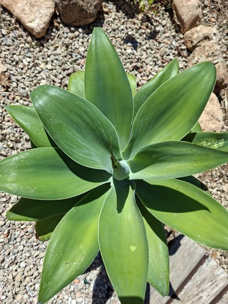 Agave cola de zorro con maceta