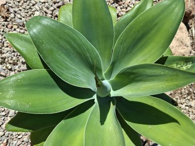 Agave cola de zorro con maceta
