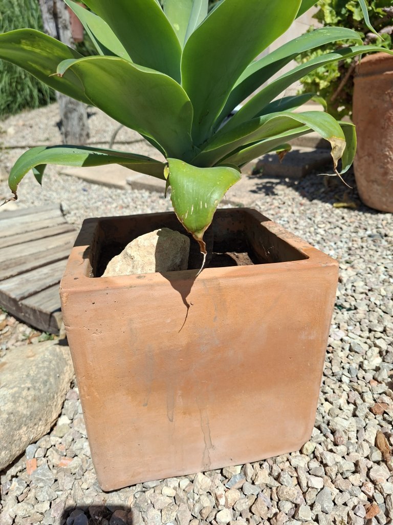 Agave cola de zorro con maceta