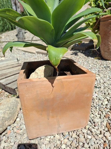 Agave cola de zorro con maceta