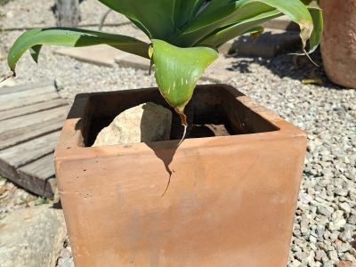 Agave cola de zorro con maceta