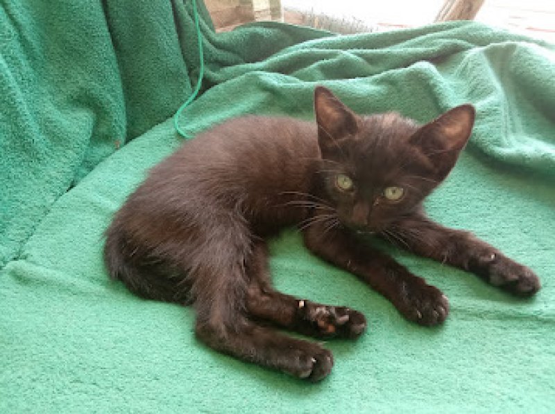 schwarzer, sympathischer kleiner Kater sucht ein neues Zuhause