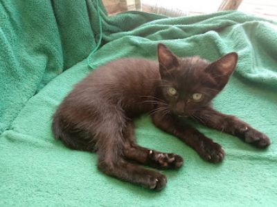 schwarzer, sympathischer kleiner Kater sucht ein neues Zuhause