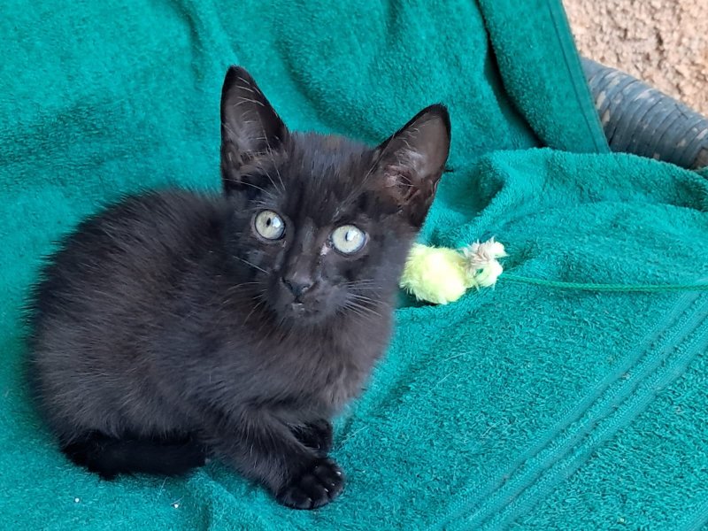 schwarzer, sympathischer kleiner Kater sucht ein neues Zuhause