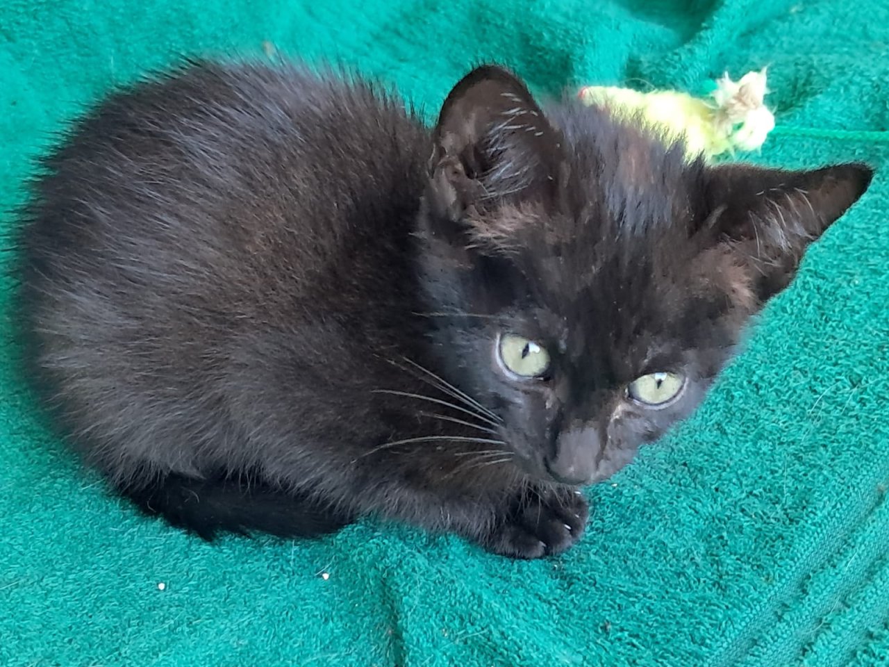 schwarzer, sympathischer kleiner Kater sucht ein neues Zuhause