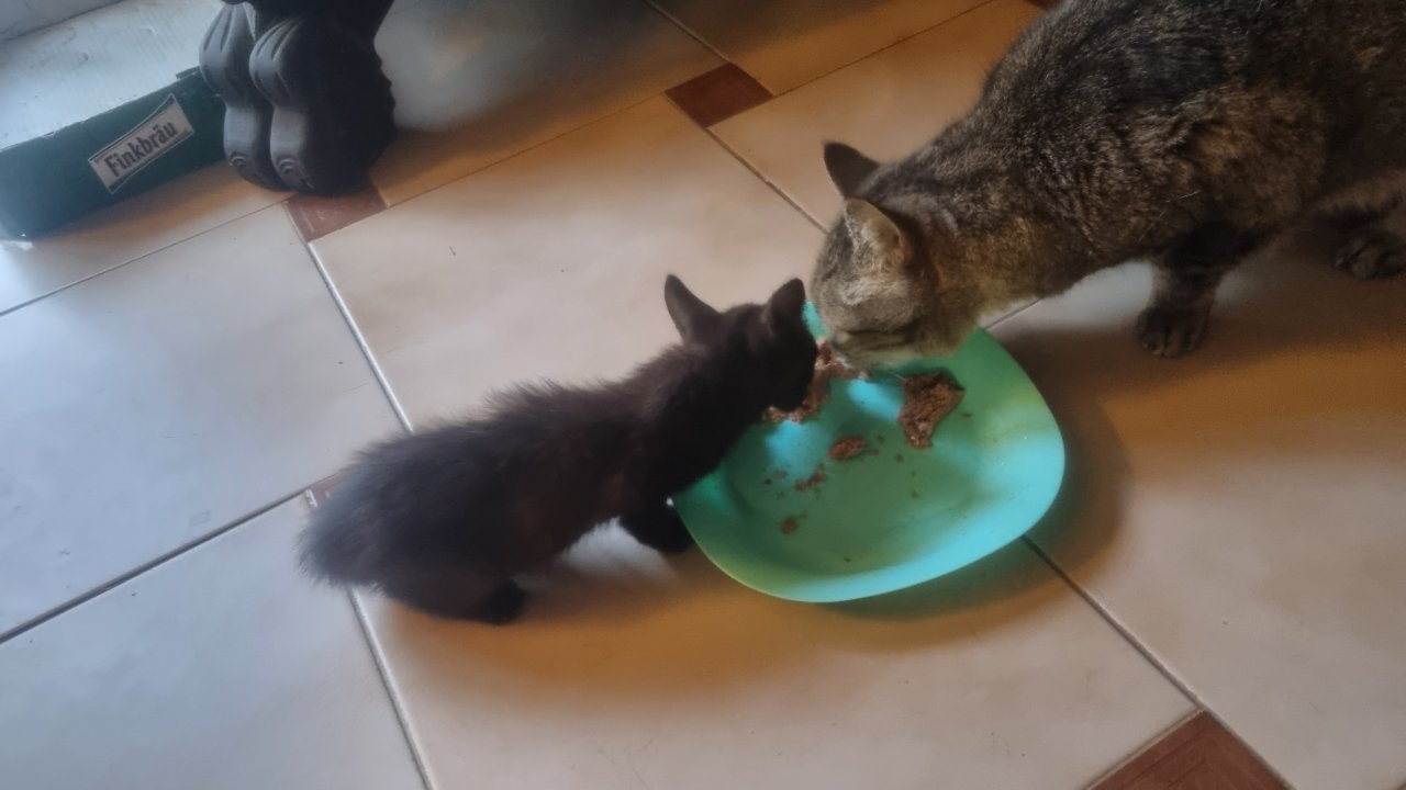 schwarzer, sympathischer kleiner Kater sucht ein neues Zuhause