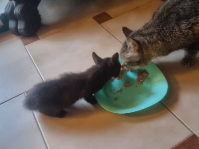schwarzer, sympathischer kleiner Kater sucht ein neues Zuhause