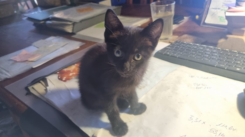 schwarzer, sympathischer kleiner Kater sucht ein neues Zuhause