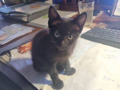 schwarzer, sympathischer kleiner Kater sucht ein neues Zuhause