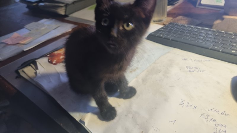 schwarzer, sympathischer kleiner Kater sucht ein neues Zuhause