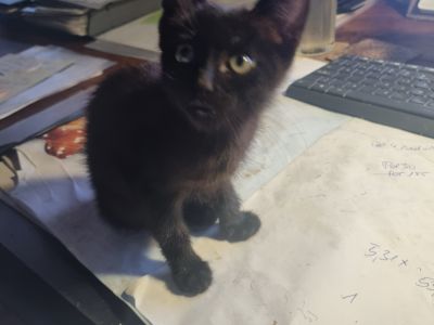schwarzer, sympathischer kleiner Kater sucht ein neues Zuhause