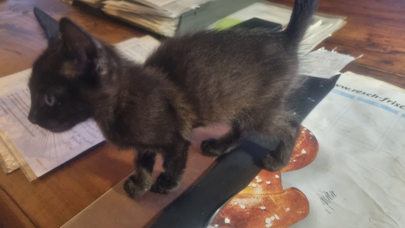 schwarzer, sympathischer kleiner Kater sucht ein neues Zuhause