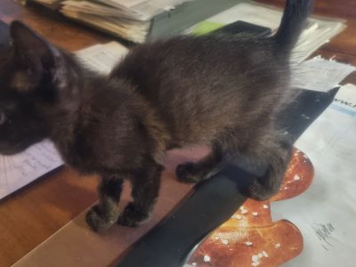 schwarzer, sympathischer kleiner Kater sucht ein neues Zuhause