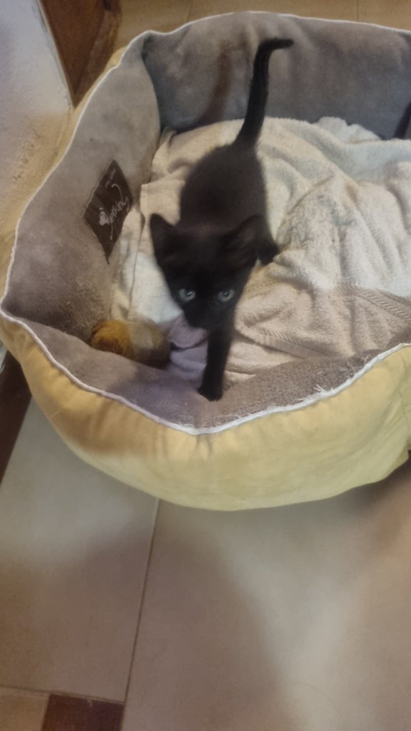 schwarzer, sympathischer kleiner Kater sucht ein neues Zuhause