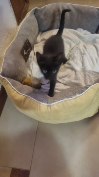 schwarzer, sympathischer kleiner Kater sucht ein neues Zuhause