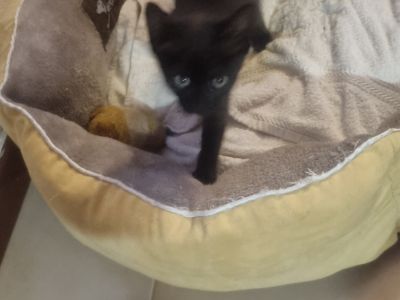 schwarzer, sympathischer kleiner Kater sucht ein neues Zuhause