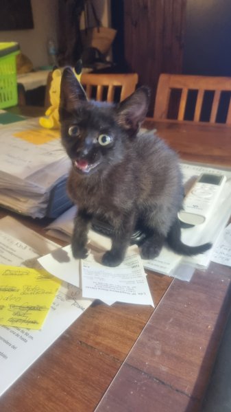 schwarzer, sympathischer kleiner Kater sucht ein neues Zuhause