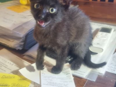 schwarzer, sympathischer kleiner Kater sucht ein neues Zuhause