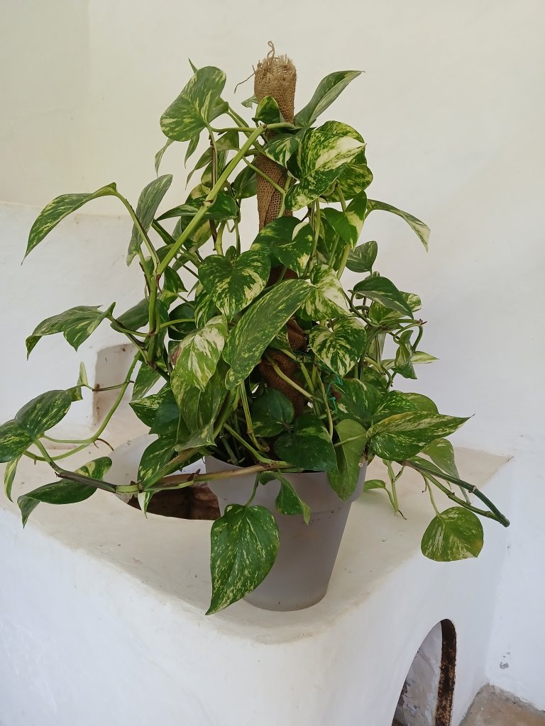 Scindapsus (Efeutute)