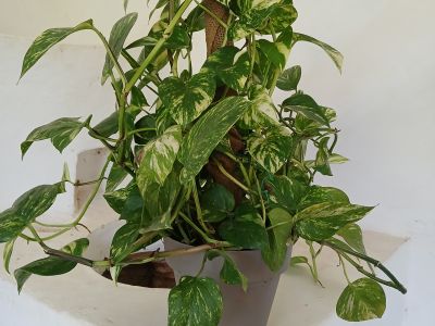 Scindapsus (Efeutute)
