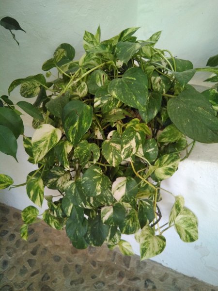 Scindapsus (Efeutute)