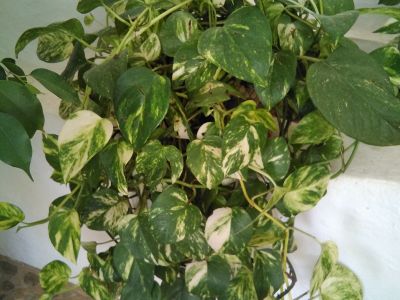 Scindapsus (Efeutute)