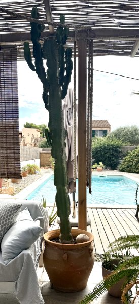 Very large cactus / Euphorbia approx. 2.50 m high