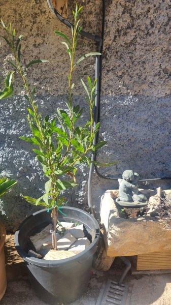 Mimosa rara a la venta