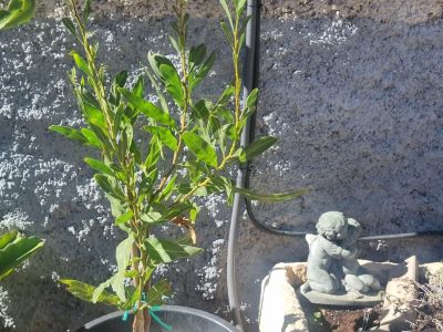 Mimosa rara a la venta