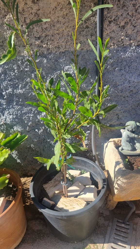 Mimosa rara a la venta