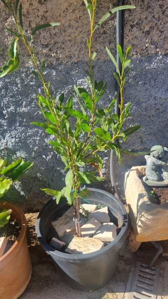 Mimosa rara a la venta
