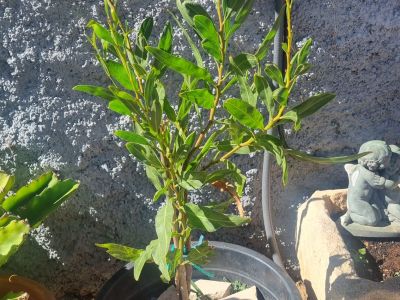 Mimosa rara a la venta
