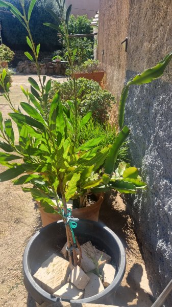 Mimosa rara a la venta