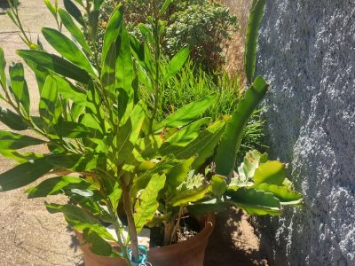 Mimosa rara a la venta