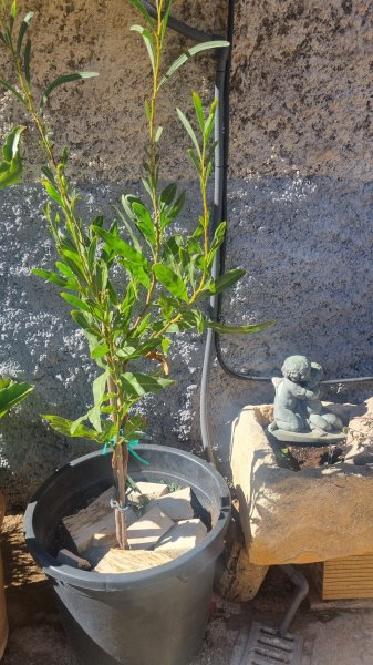 Mimosa rara a la venta